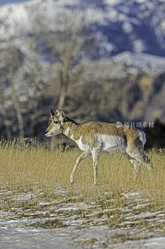 羚羊，Antilocarpra americana，黄石国家公园的冬天，WY。